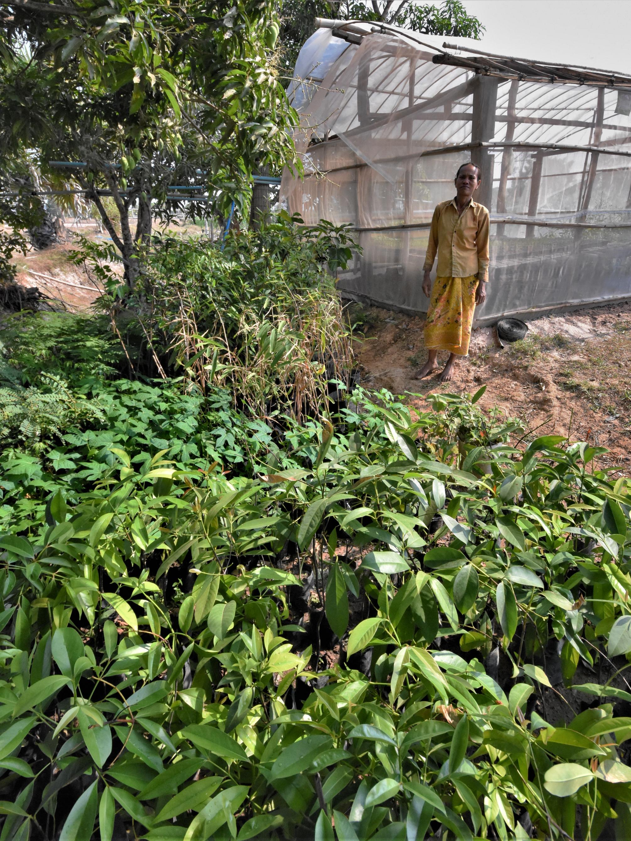 Wild food plant two