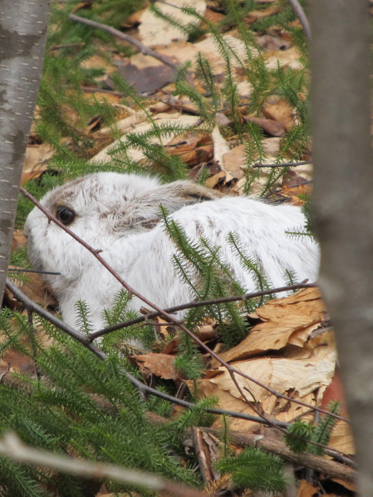 white bunny vertical