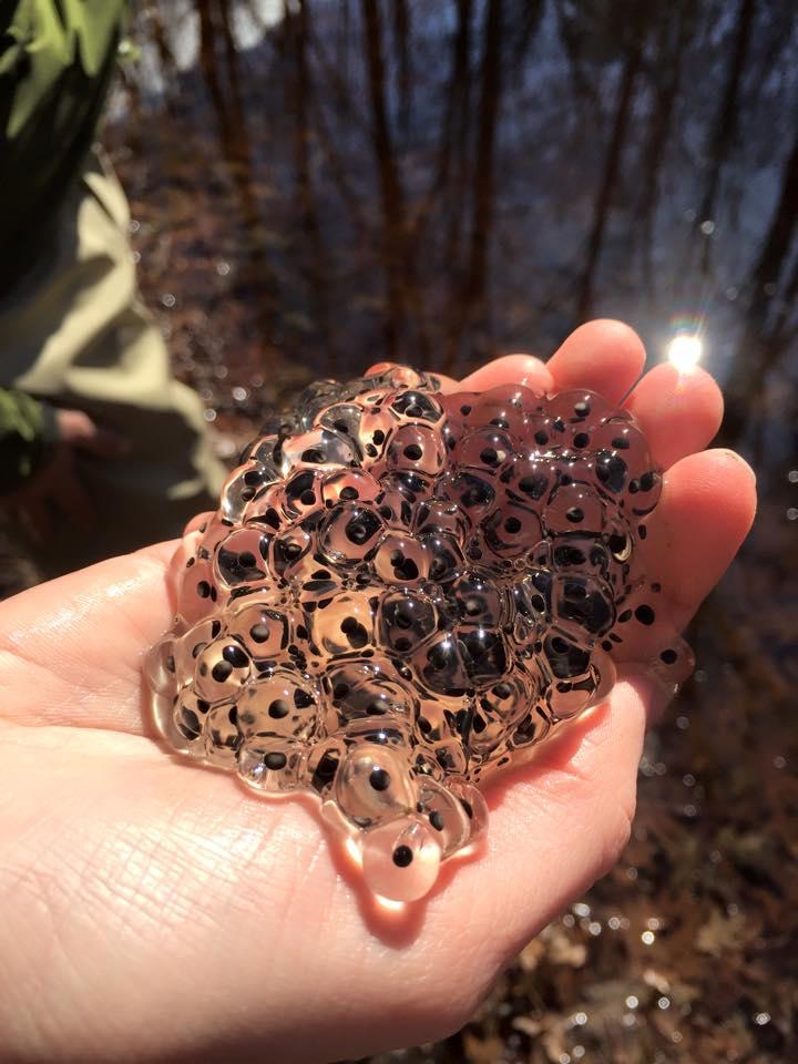 egg masses