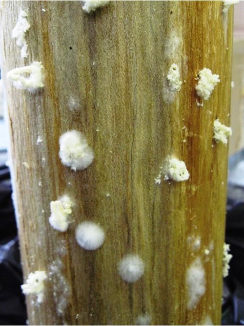 fungus on Ailanthus