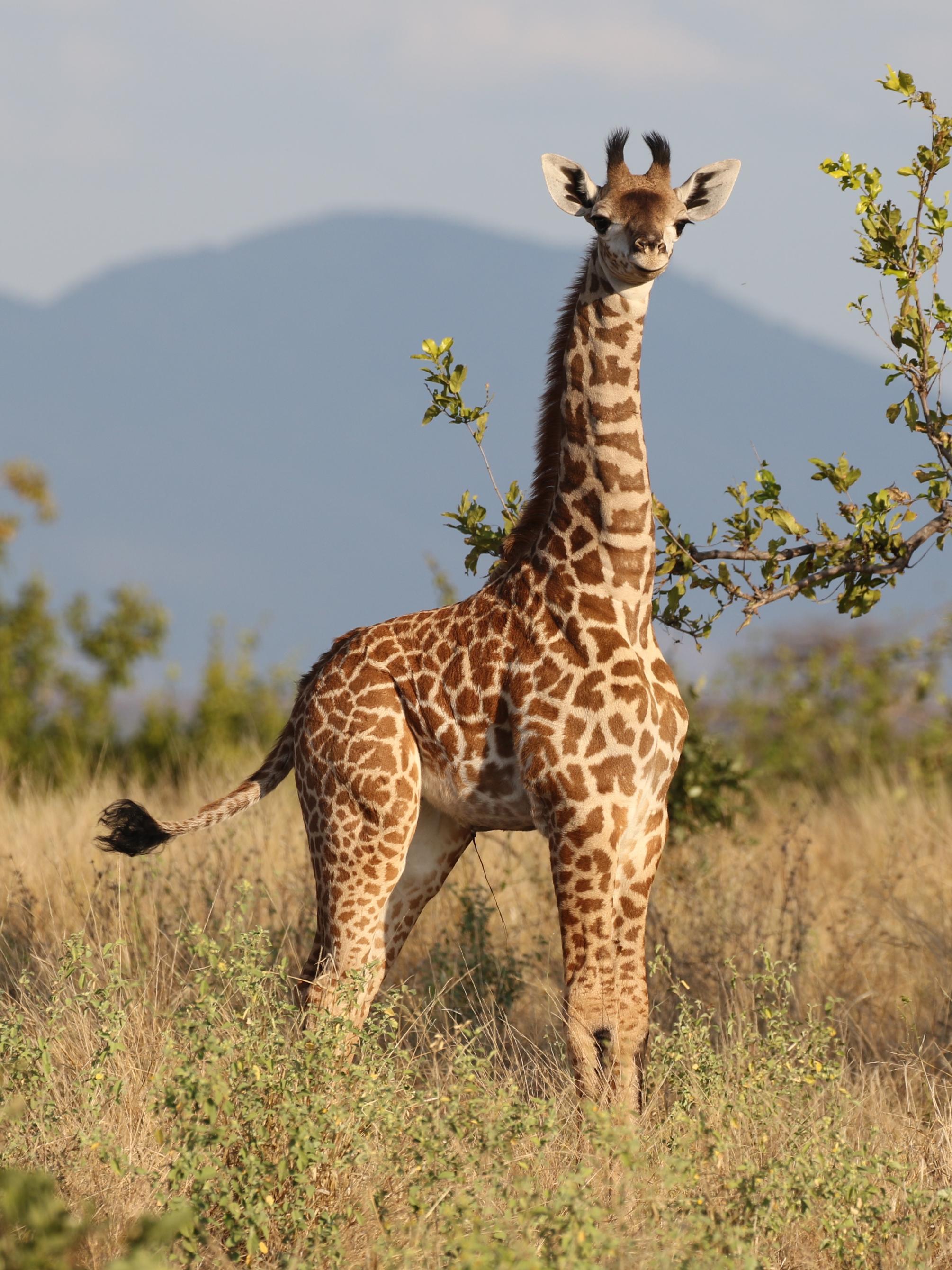 A young giraffe