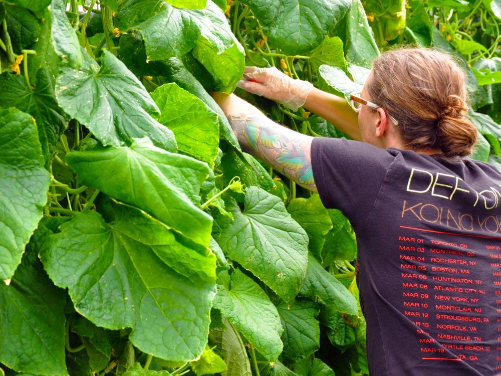 A college student tends to cucumber plants, which were grown using hydroponics processes in a greenhouse.