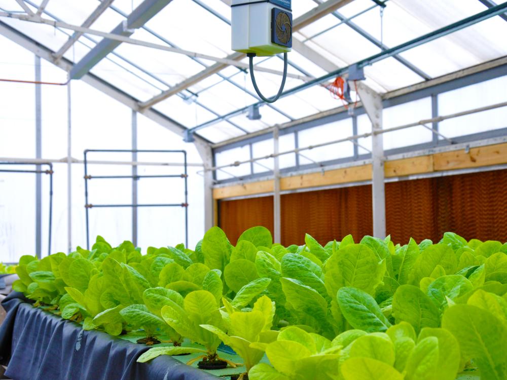 Lettuce grows on a table in a greenhouse.