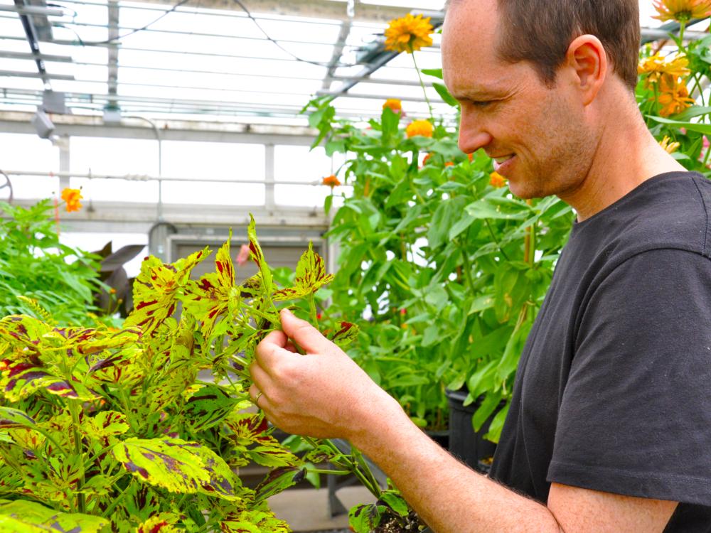 Scott DiLoreto examines a coleus plant in a Penn State greenhouse.