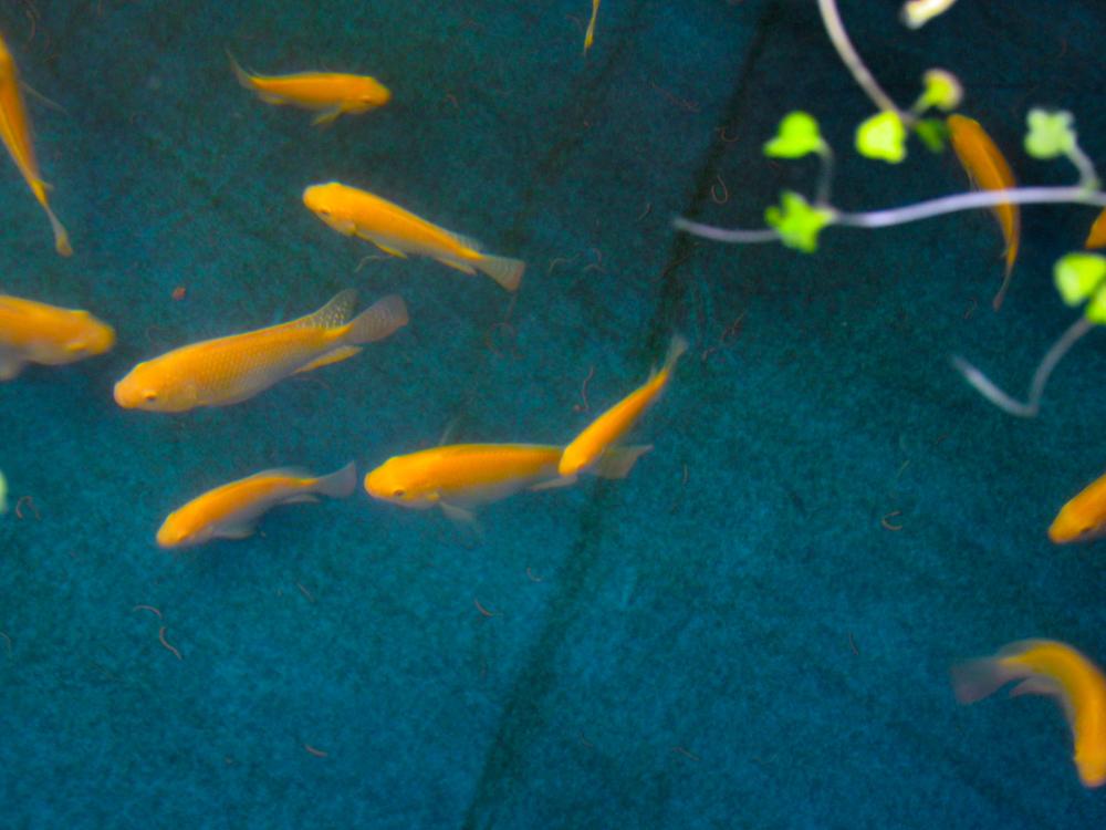 A dozen or so tilapia swim in a large aquaponics tub. 