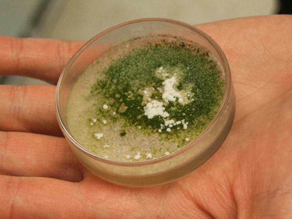 green mold