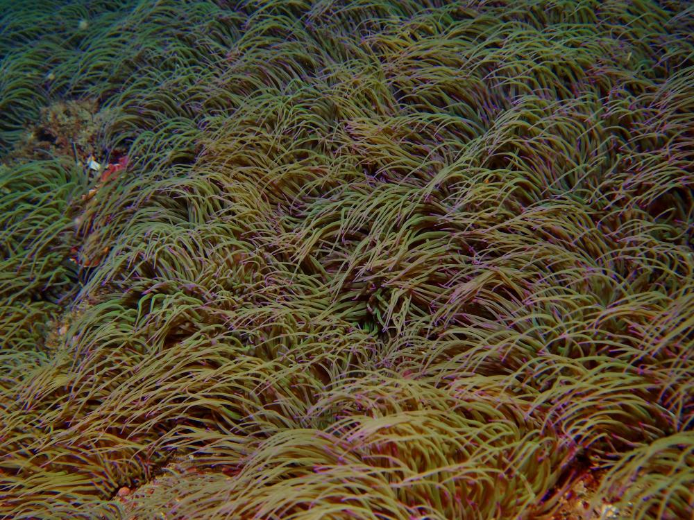 Field of sea anemones