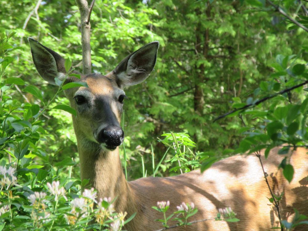 Female white-tailed deer