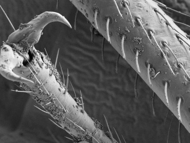 A close-up of fungal spores stuck to the legs of a bedbug in a black and white photo taken under a microscope