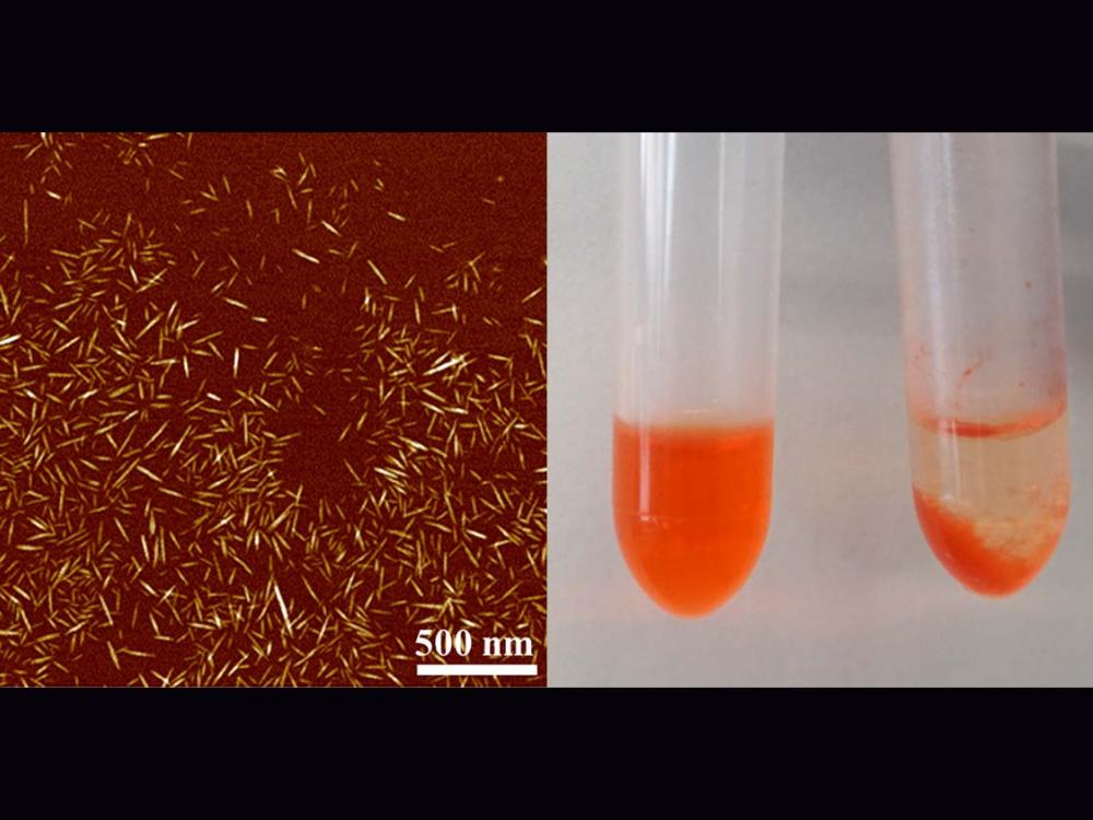 two images: on the left is a picture of specialized hairy cellulose nanocrystals, and on the right is a picture of test tubes with blood serum mixed with a chemotherapy drug.