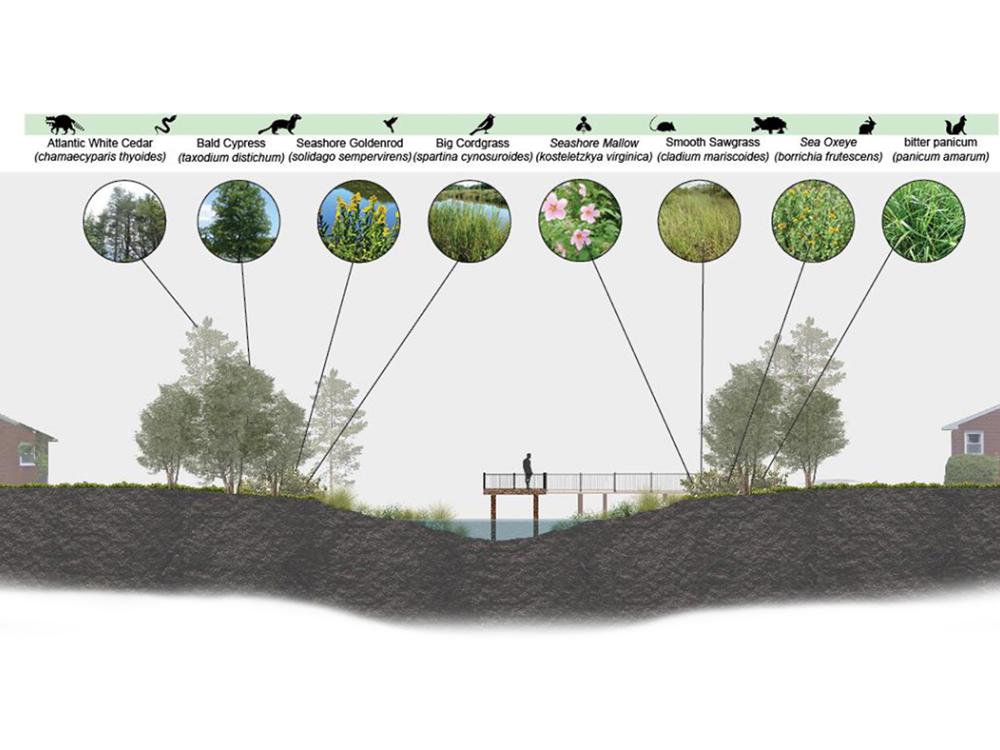 A graphic that shows green infrastructure and habitat occupying the space of former drainage ditches in Hampton, VA. 