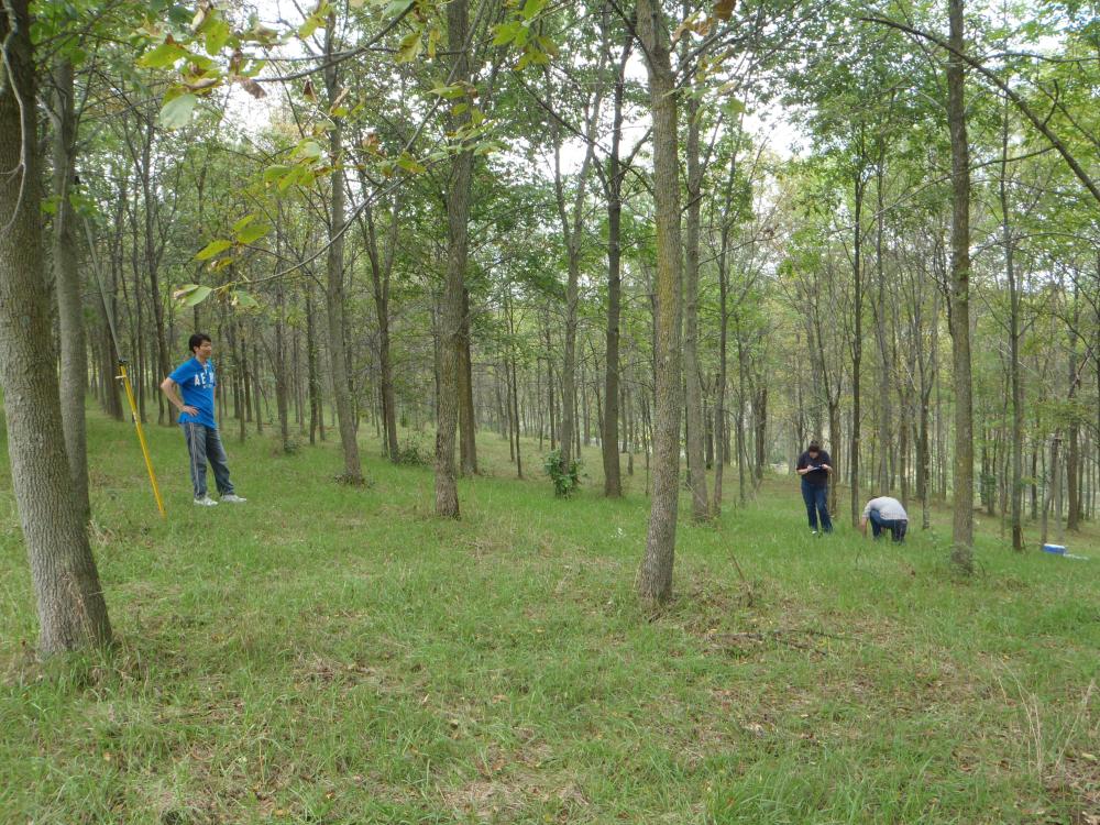 measuring trees