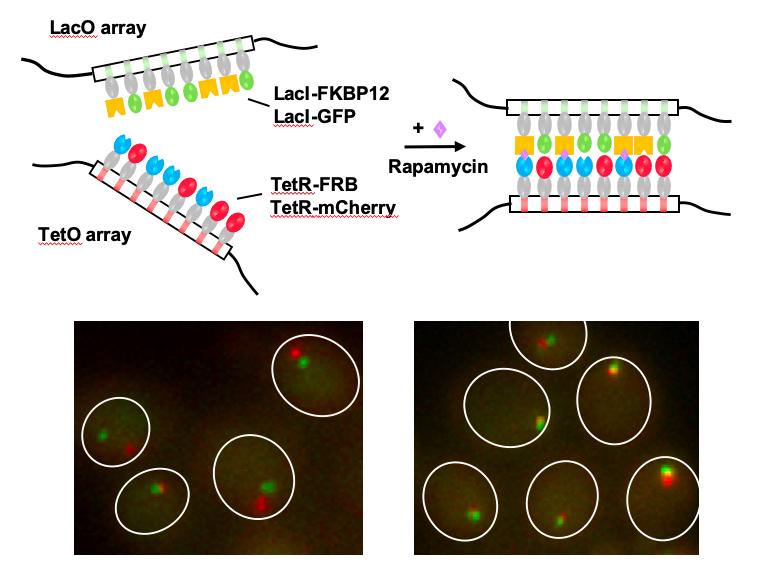 Scheme of chemically induced chromosomal interaction technique and image of yeast cells showing typical data