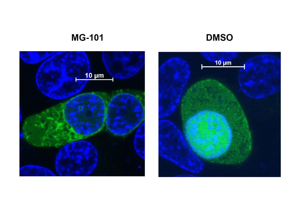 Fluorescence in live cells