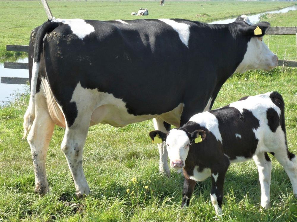 Holstein cow and calf in a field