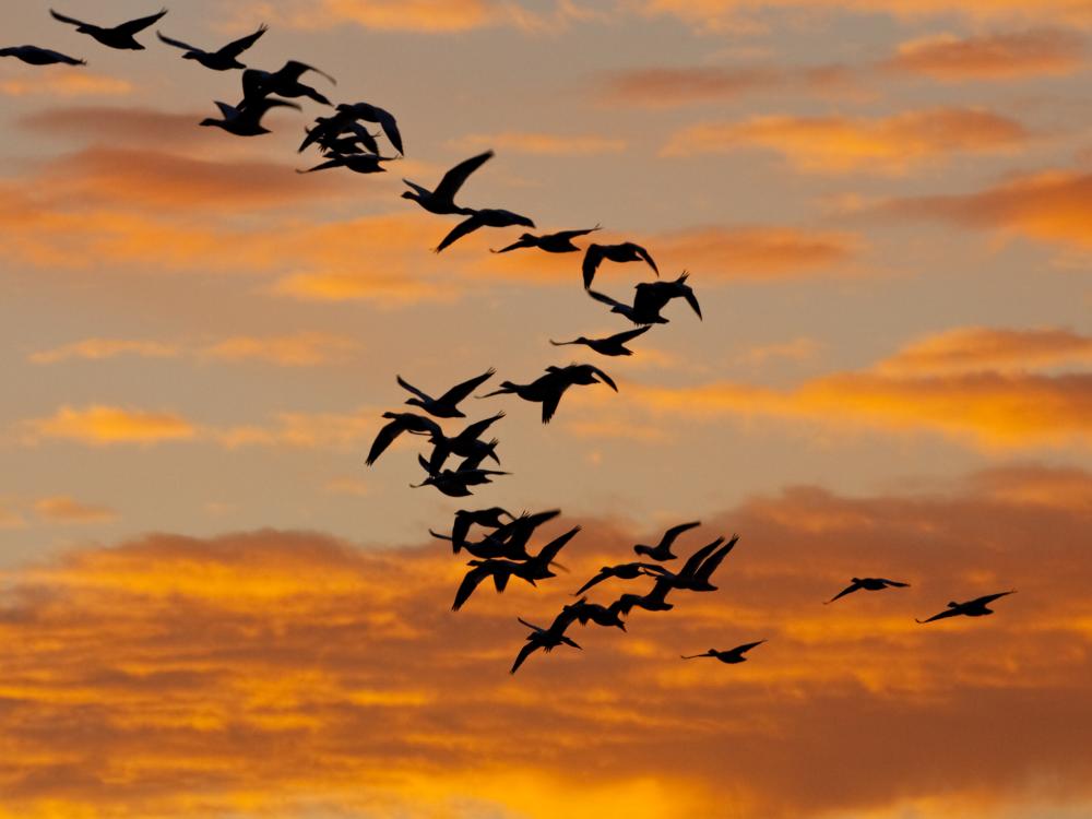 migrating waterfowl