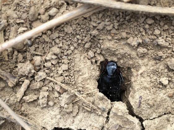 A predatory ground beetle peeks out of its hole in a crop field