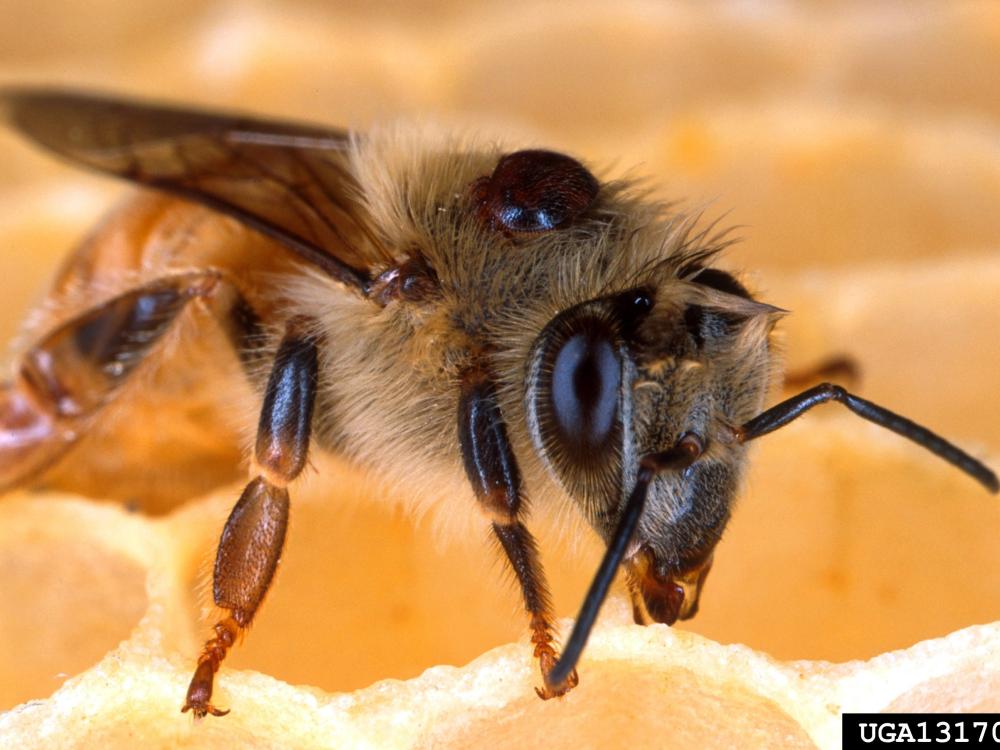 A European honey bee with a varroa mite on its back