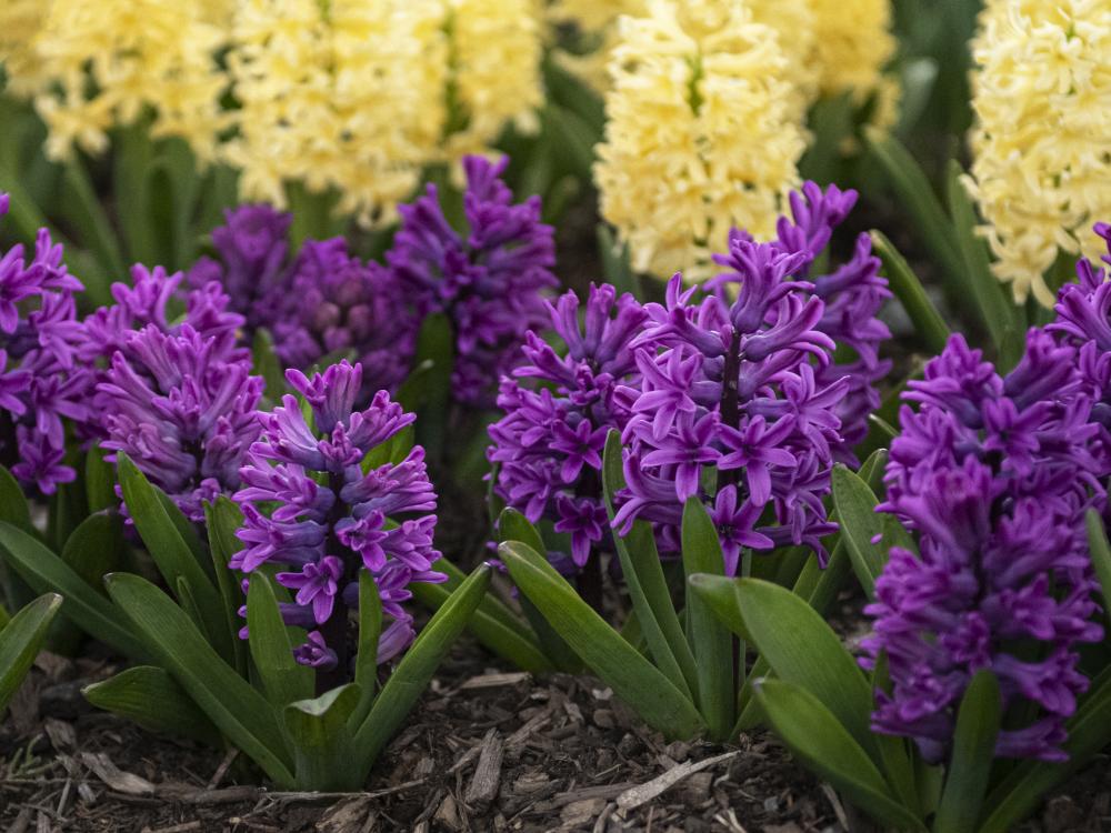 Miss Saigon Hyacinth at Arboretum