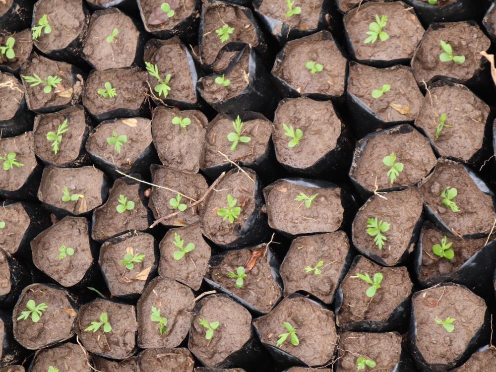 Grevillea tree seedlings