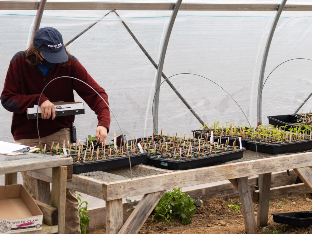 student working on seedlings in a greenhouse
