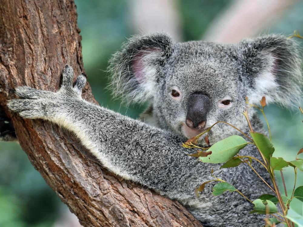 Close up of a koala clinging to a tree