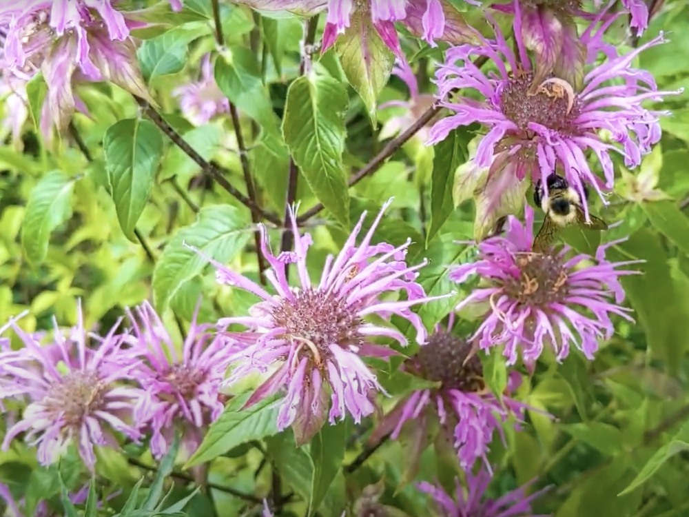 A bee on purple flowers with green foliage in the background