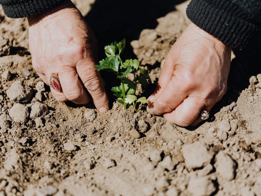 Hands planting green plant in soil