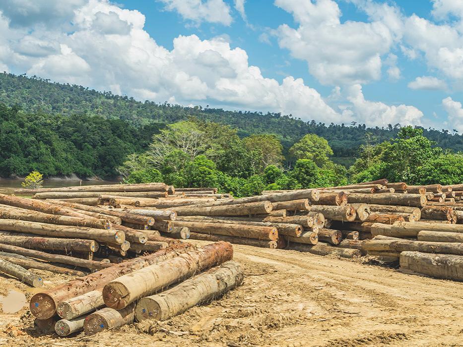 The dipterocarp trees are highly sought after by the logging industry, and Borneo suffers from high deforestation rates
