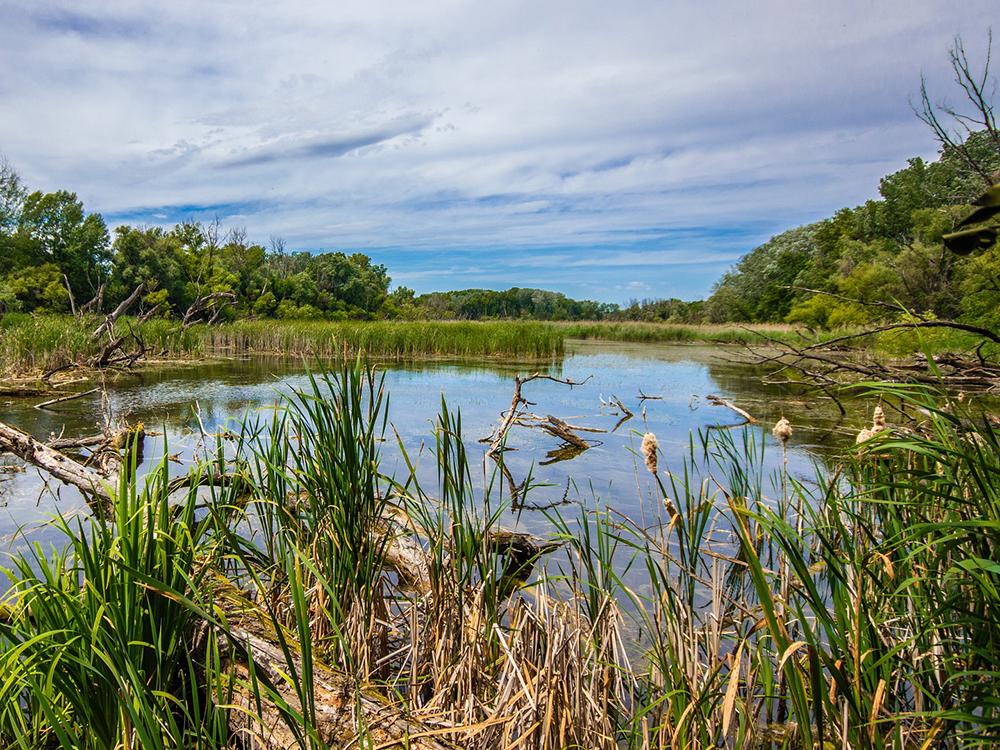 Coastal ecosystem