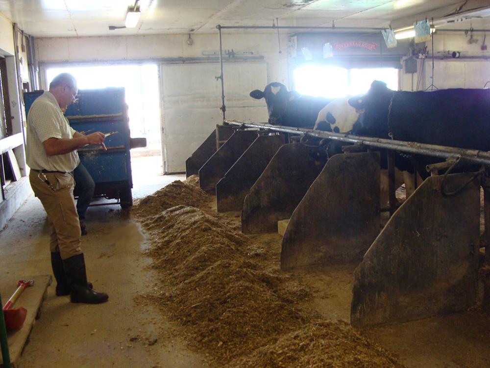 researcher in barn with cows