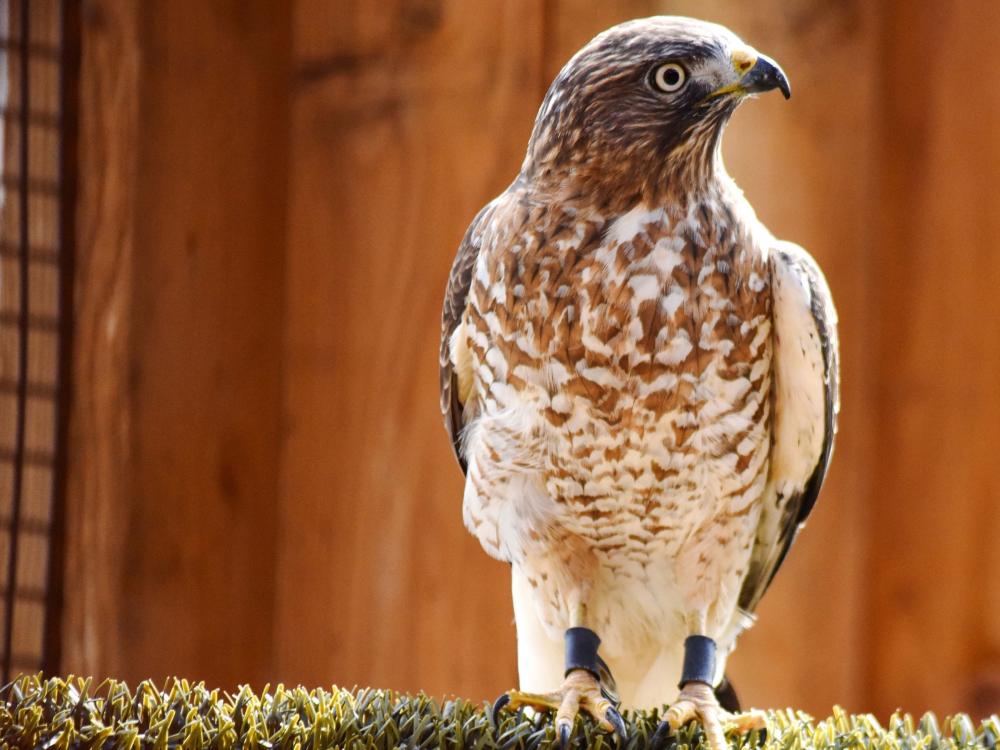 Hawk sitting on a perch