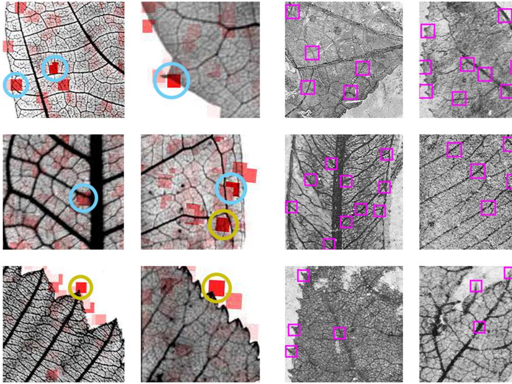 Images of leaves with heat maps show areas that a machine learning program viewed as important for identifying the leaves by family 