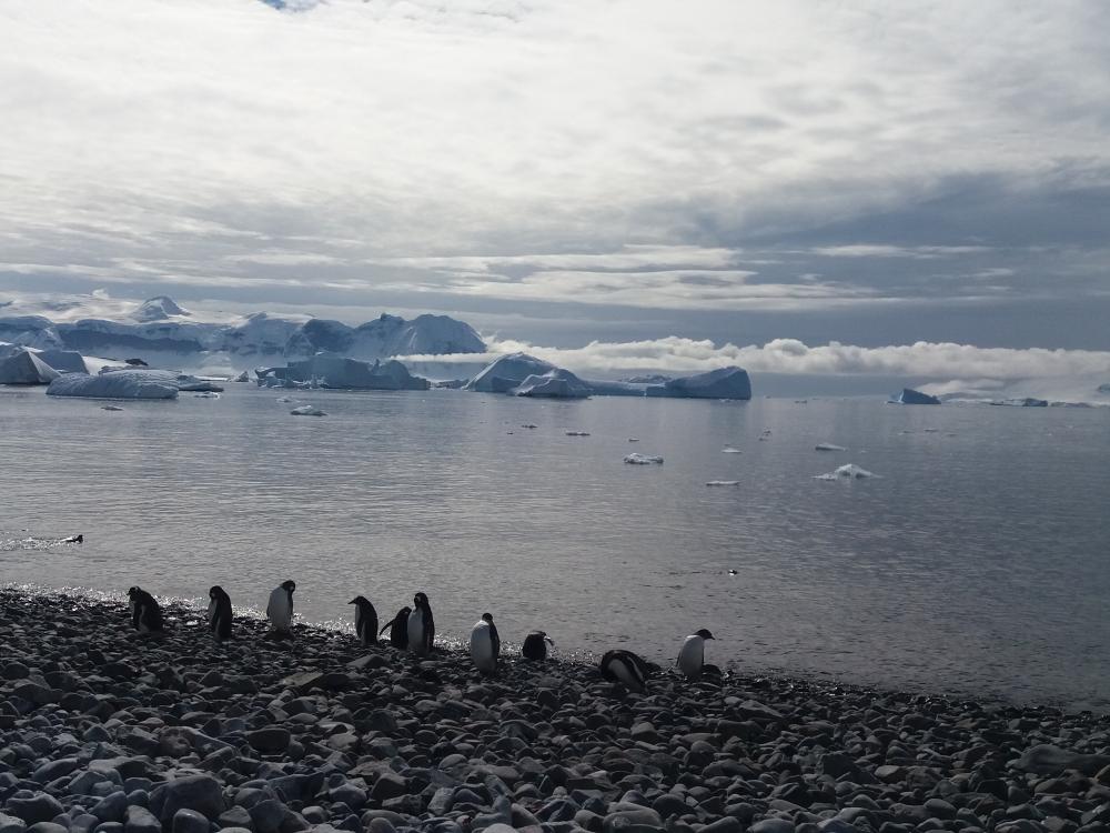 Antarctica Wendy Preston