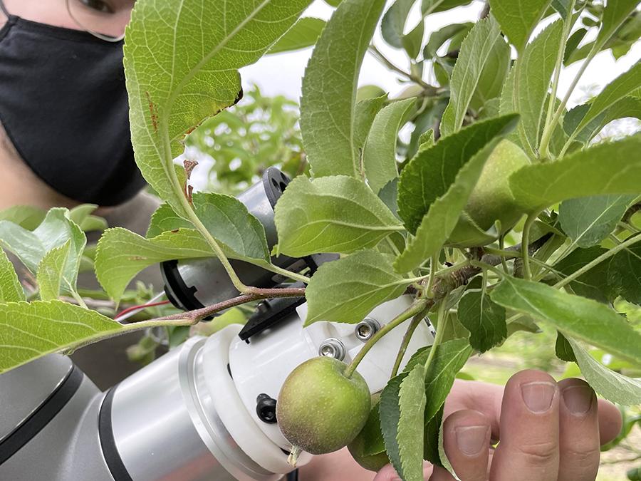 researcher in tree