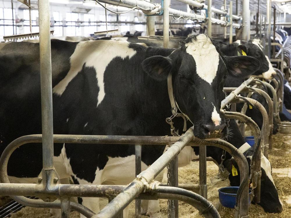 livestock facility