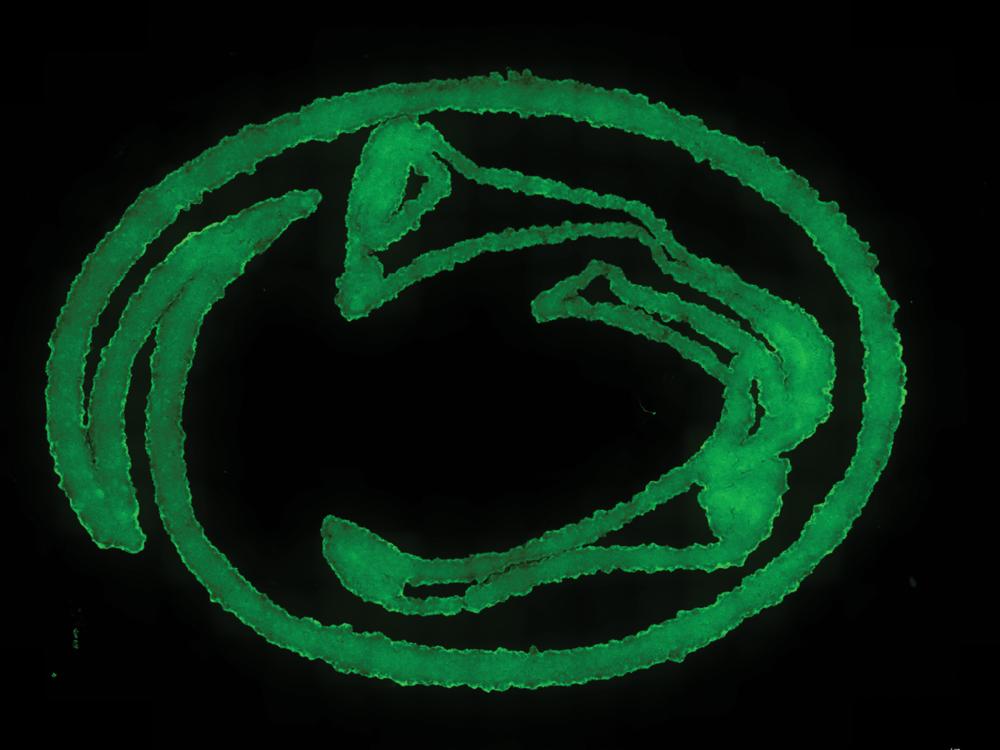 An image of the the Nittany lion in green ink on a black background. 