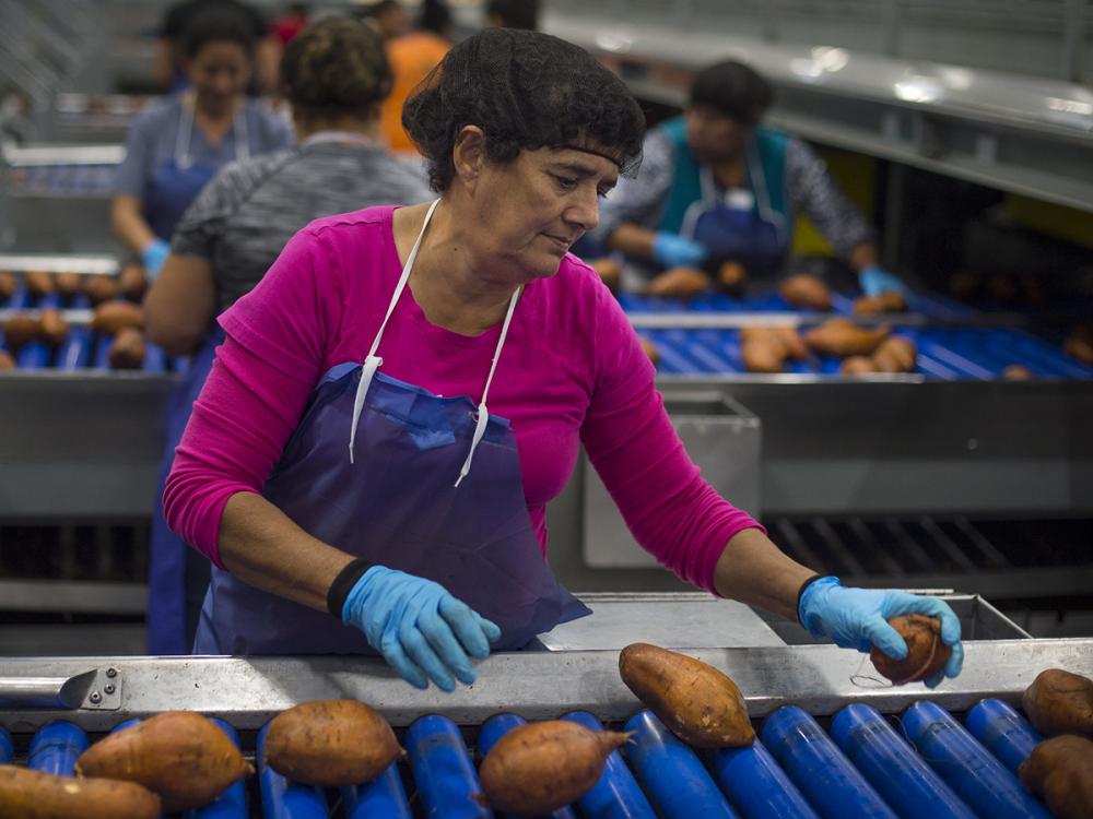 A woman sorts sweet potatoes on a conveyor line 