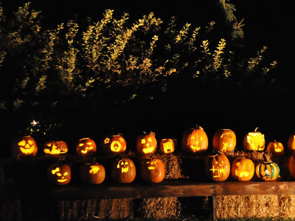 Rows of lighted jack-o'-lanterns at night