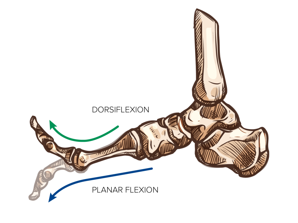 Skeleton of human foot with toes pointed up in dorsiflexion and down in planar flexion