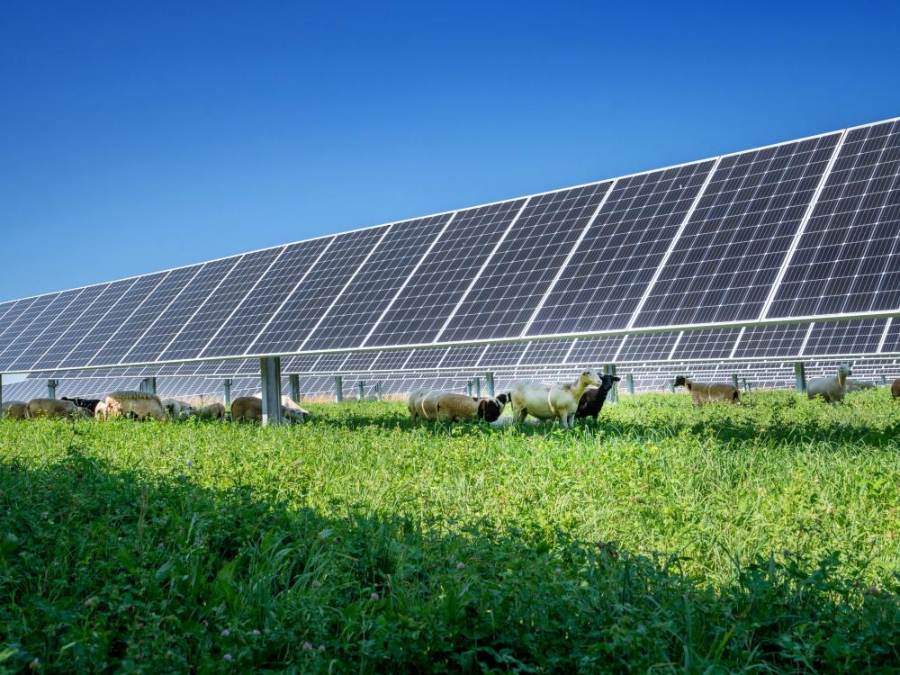 Sheep grazing near solar panels