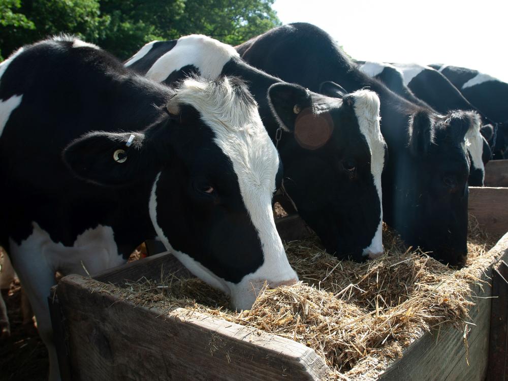 Penn State Holstein dairy cattle feeding