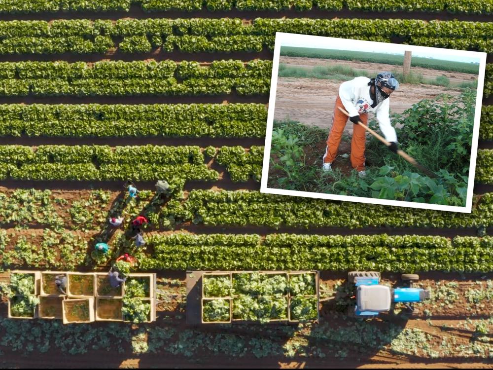 Workers in a farm field with an inset of Amy Snipes working as a farm laborer