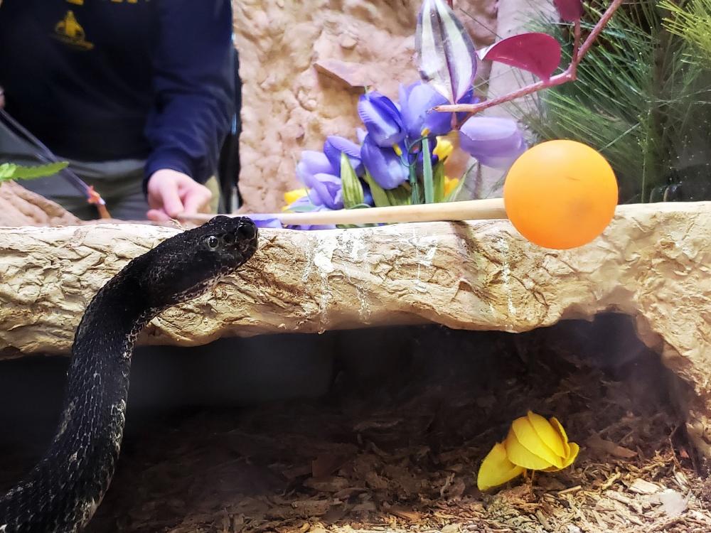 Timber rattlesnake looks at orange ball on the end of a pole