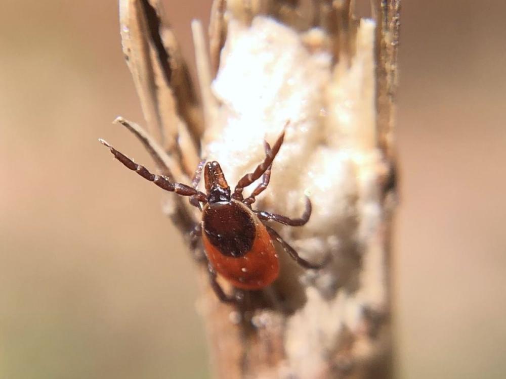 Questing female blacklegged tick