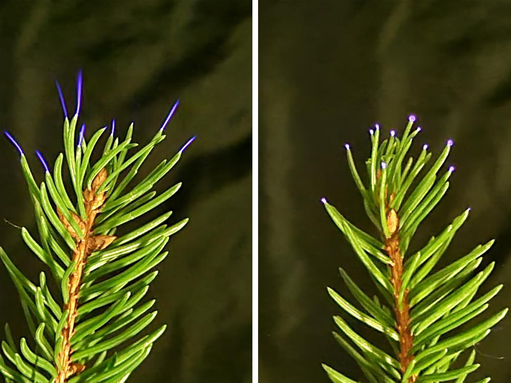 Weak electrical discharges, called corona, form on pine needle tips 
