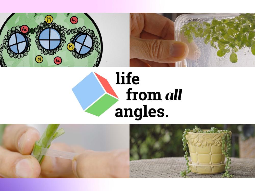 Title Card thumbnail for Life From All Angles Episode 5