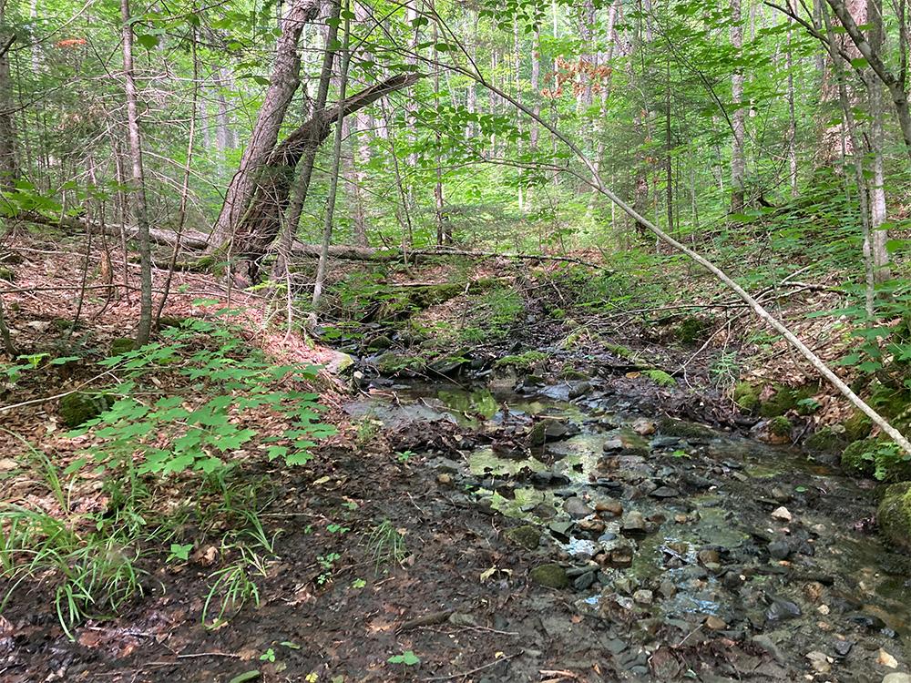 A small creek in a forest on a clear day