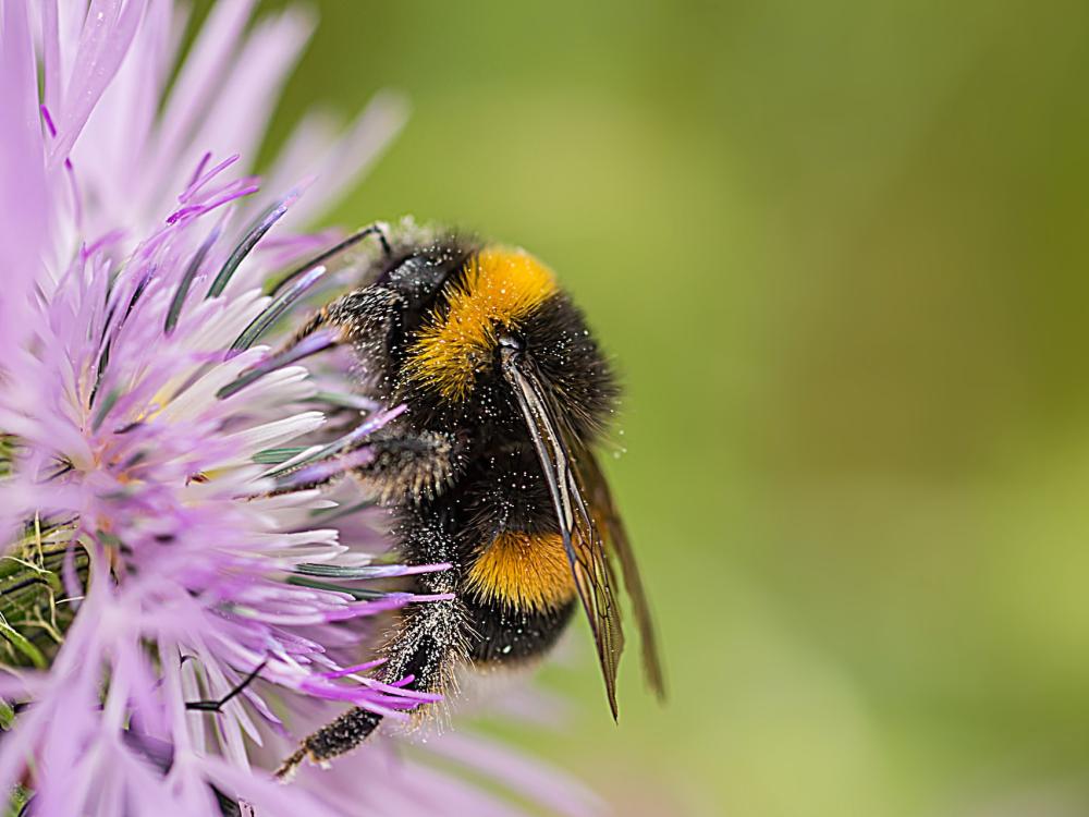 A bumble bee sitting on a clover flower