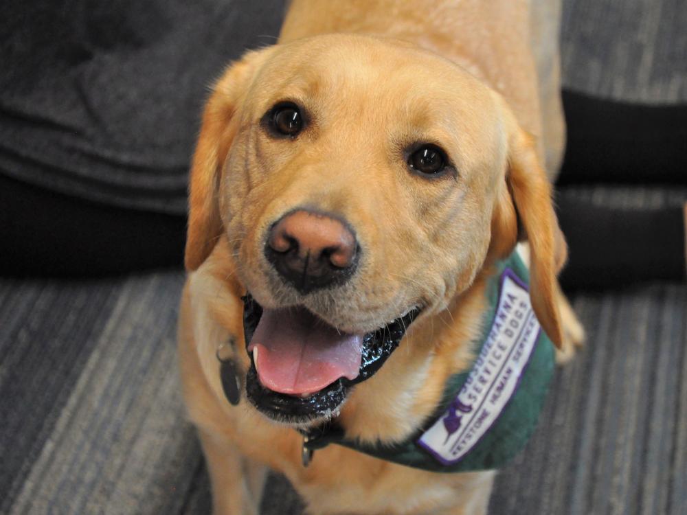 A closeup picture of Podrick, a golden Labrador with a big happy smile